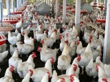 春季气温升高鸡饲料成分调整