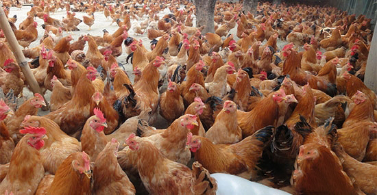 如何提高鸡群疫苗免疫的效果
