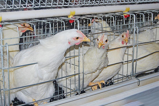 笼养蛋鸡与代谢有关的疾病防治