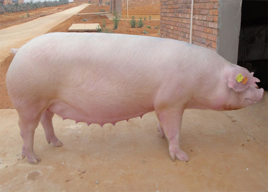 种母猪的营养方案需要有不同的考虑