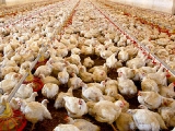肉鸡养殖场饲养管理技术缺陷及建议
