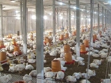 温差是决定肉鸡养殖成功的重要因素