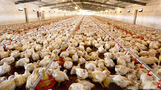规模化肉鸡养殖场生物安全防御体系的建立
