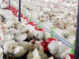 如何改善白羽肉鸡养殖效果