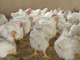 肉鸡生长期控制疫病的要领
