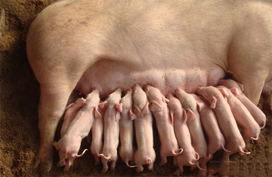 母猪哺乳期的三大异常情况