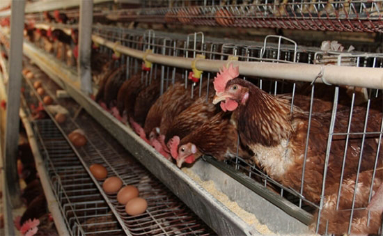 秋季蛋鸡饲养的环境和饲料