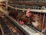 秋季蛋鸡饲养的环境和饲料