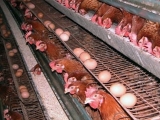 养殖蛋鸡需注意秋防