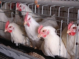 立体笼养肉鸡饲养管理的八个技术要点