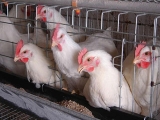 肉种鸡母鸡饲养管理的三大要点