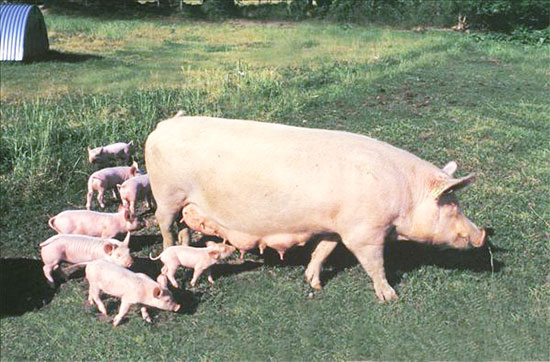 母猪产后不食症是母猪哺乳期常见普通疾病