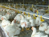 肉鸡养殖的误区探讨