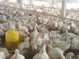肉鸡养殖三大阶段的饲养管理技术