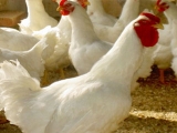 限饲——肉鸡增效饲养的有效途径