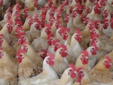 冬季肉鸡饲养管理重点