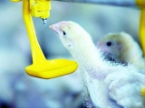 鸡场消毒队如何彻底净化家禽饮用水系统？