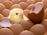 种蛋孵化过程中死亡的原因分析
