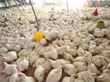 关注肉鸡饲养中期的免疫接种