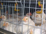 笼养肉鸡的饲养管理及疾病防控技术