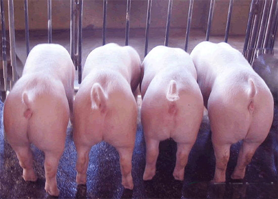 微量元素对种公猪繁殖性能的影响