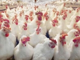 肉种鸡发生饱食性休克的原因与防治措施