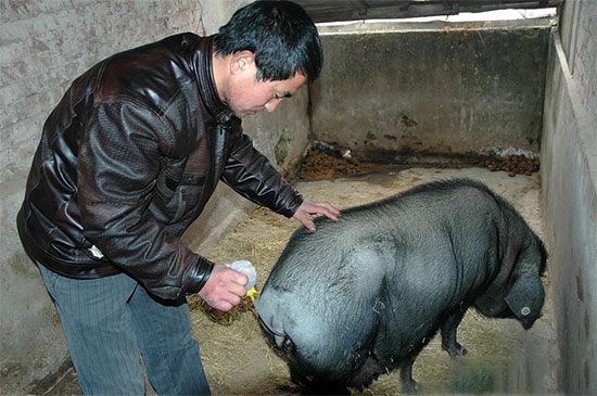 猪人工授精时精液污染途径