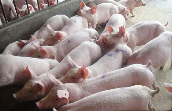 养猪场猪病防治的法则
