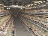 国外提高蛋鸡产量十法值得借鉴！
