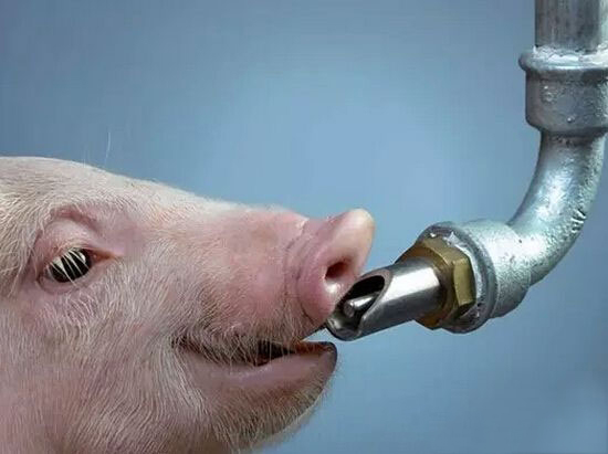 规模化养猪场如何科学用水？