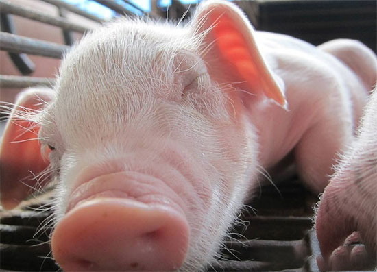 低温环境对仔猪生长的影响