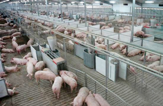 规模养猪场如何把控营养、环境、兽药和疾病防控的四大关口？