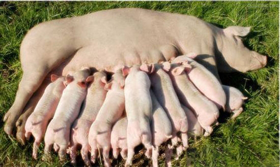各阶段母猪保健的注意要点