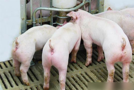 春季养猪场中保育猪如何饲养管理