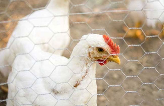 预防肉用雏鸡死亡的十项技术措施