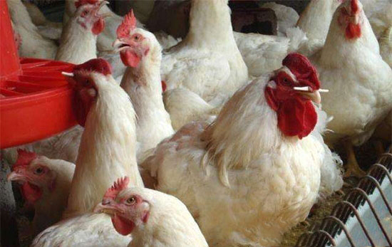 肉用种鸡限饲阶段应注意的几个问题