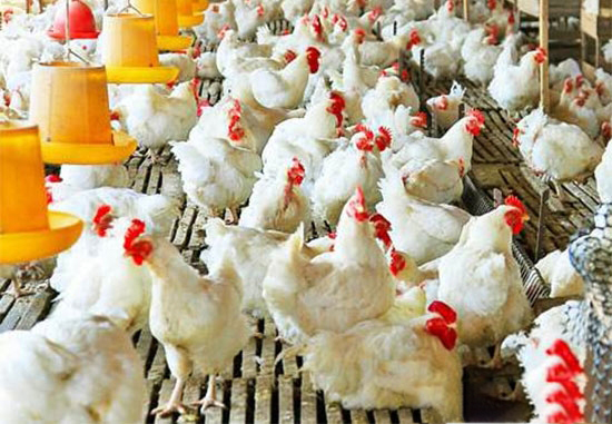 肉种鸡产蛋后期的公鸡淘汰与补充