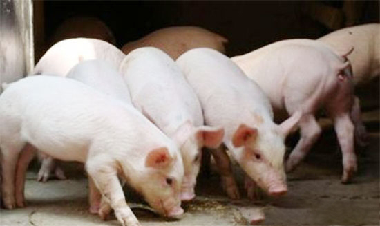 四季养猪增重的技术要点