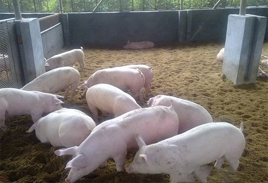 养猪育肥切勿轻视环境因素
