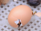 怎样预防鸡胚啄壳前死亡