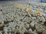鸡舍温度对肉鸡生长的影响