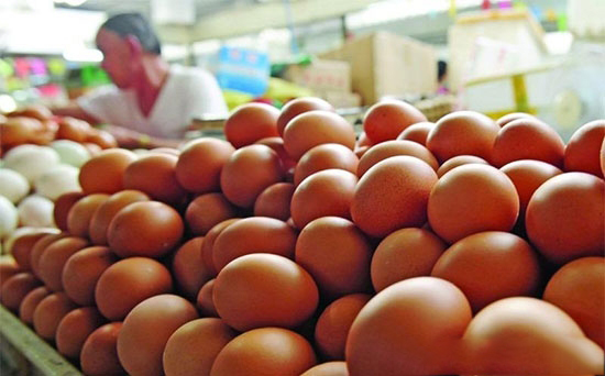 下半年鸡蛋价格有望走出低谷 消费逐步回暖