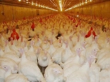 肉鸡夏季的饲养管理及疾病防治