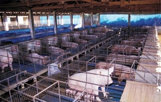 家庭农场：60-80头母猪存栏是最佳的养殖规模