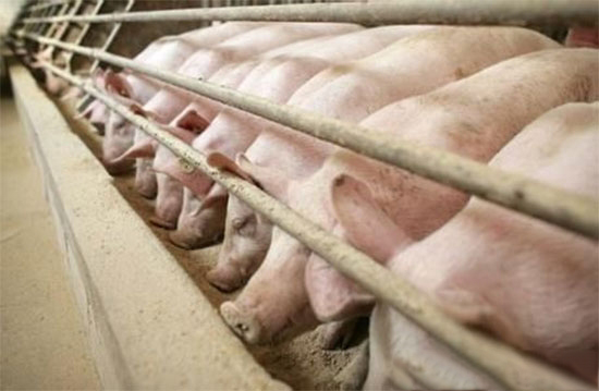 规模猪场拆迁如何保护养殖户权益？