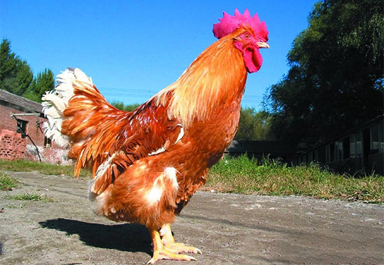 夏季怎么防治家禽的营养性疾病