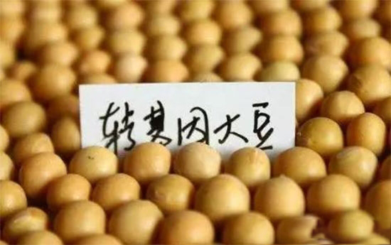 对中国批准进口美国转基因大豆的解读