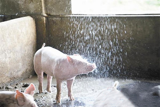 夏季养猪的关键三点