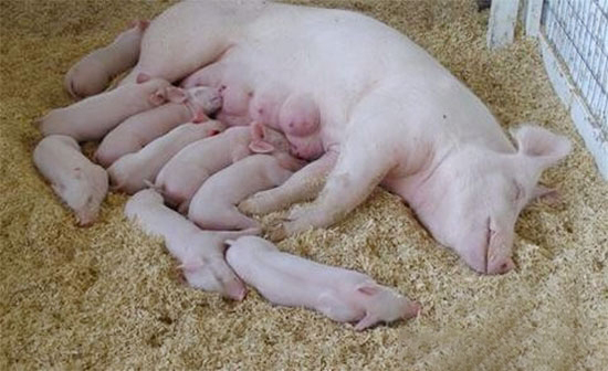母猪分娩护理的关键点