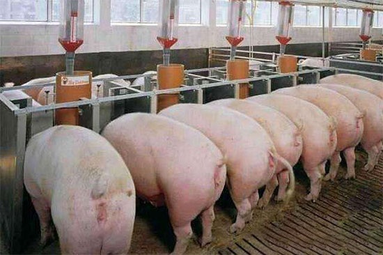 剖析种母猪生产管理过程的要点、难点